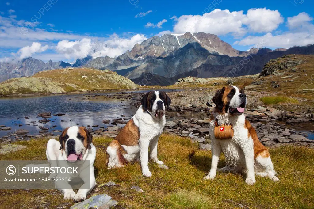 Three St. Bernard dogs of the Fondation Barry, one with a barrel, Great St. Bernard Pass, Valais, Switzerland, Europe