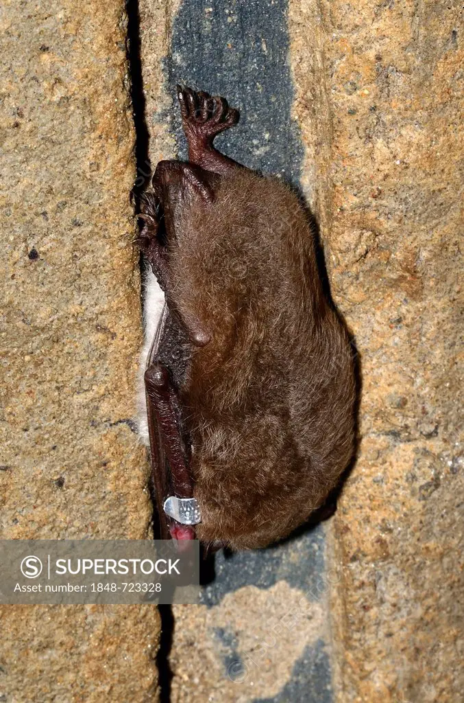 Ringed Daubenton's Bat (Myotis daubentoni), species in Annex IV of the Habitats Directive, in winter quarters, hibernating in a tunnel, Topor, Kiel, S...