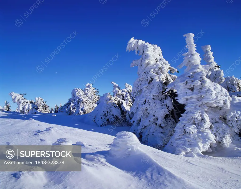 Snow covered Norway spruces (Picea abies) on Mt Brocken, moon in the sky, Harz mountain range, Saxony-Anhalt, Germany, Europe