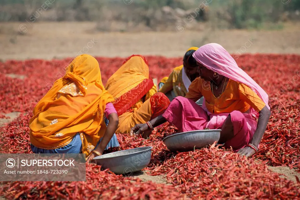 Women wearing colourful saris during the chili harvest, Madhya Pradesh, India, Asia