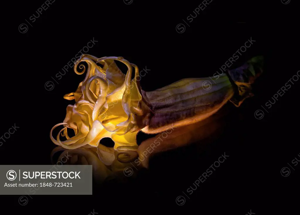 Angel's Trumpet (Brugmansia), flower