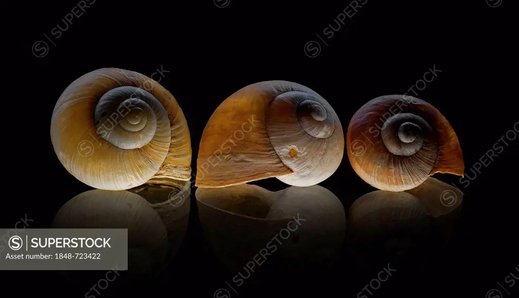 Burgundy snail (Helix pomatia), shells on glass plate