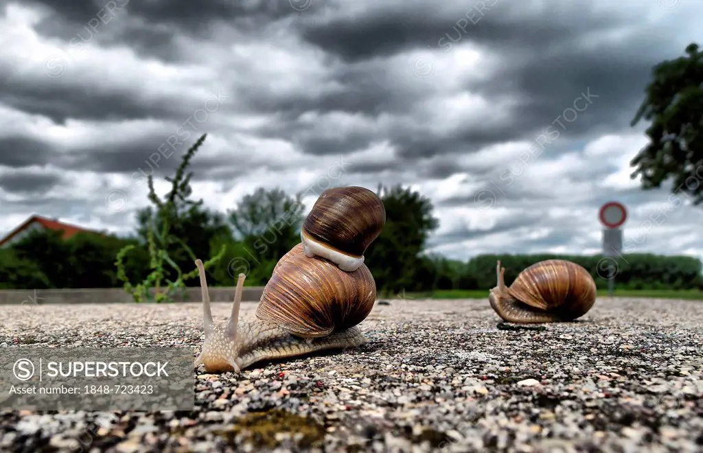 Burgundy snails (Helix pomatia) on dirt road, Erfurt, Thuringia, Germany, Europe,