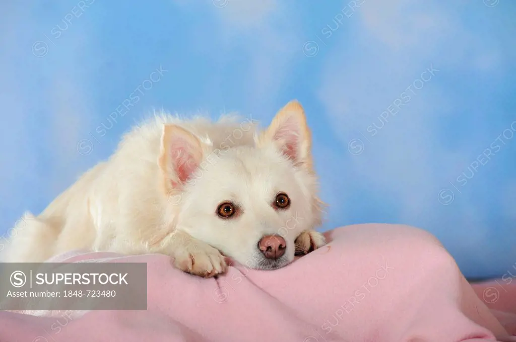 Spitz crossbreed lying on a pink blanket with its head between its paws