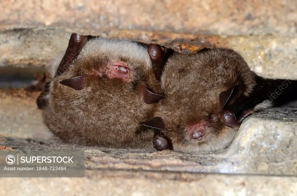 Daubenton's Bats (Myotis daubentoni), species in Annex IV of the Habitats Directive, in winter quarters, hibernating in a tunnel, Topor, Kiel, Schlesw...