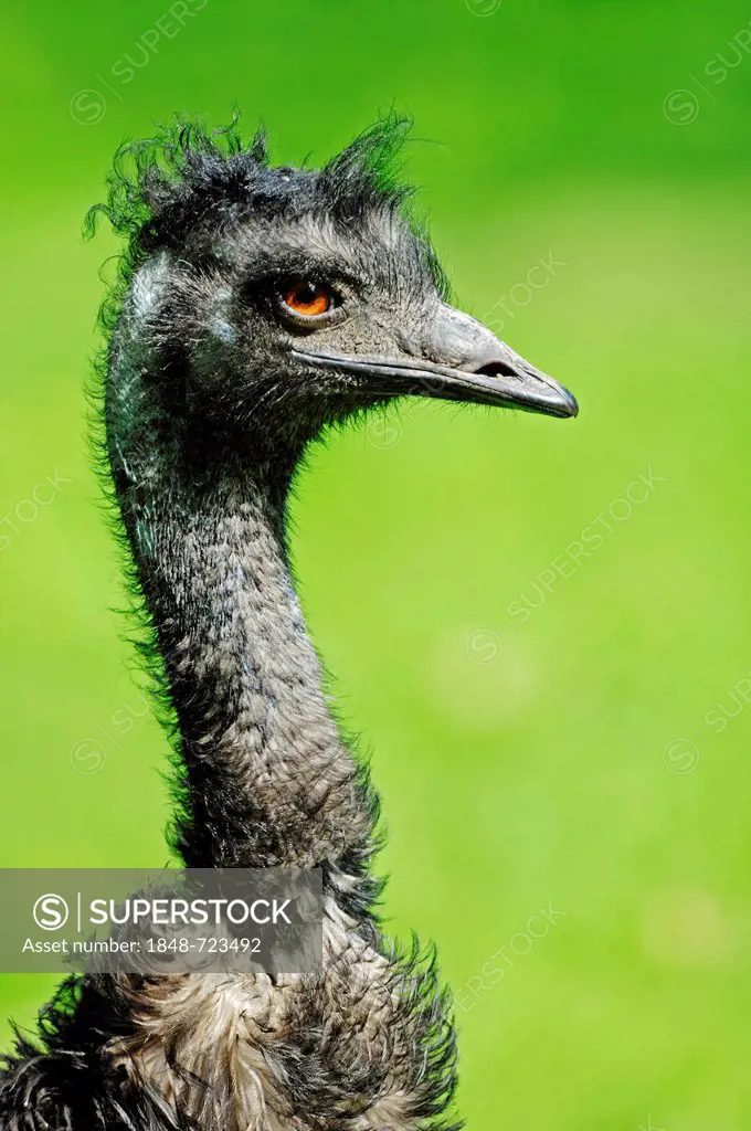 Emu (Dromaius novaehollandiae), portrait, Australian species, captive, Hamm, North Rhine-Westphalia, Germany, Europe