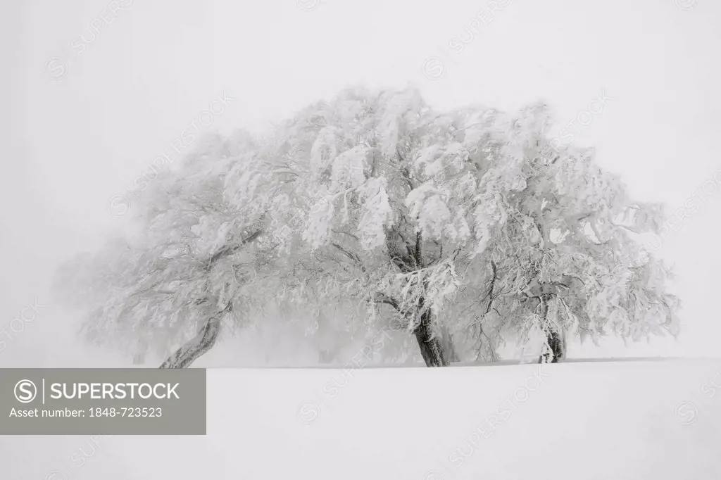 Snow-covered beech tree shaped by the wind on Mt Schauinsland near Freiburg, Black Forest, Baden-Wuerttemberg, Germany, Europe