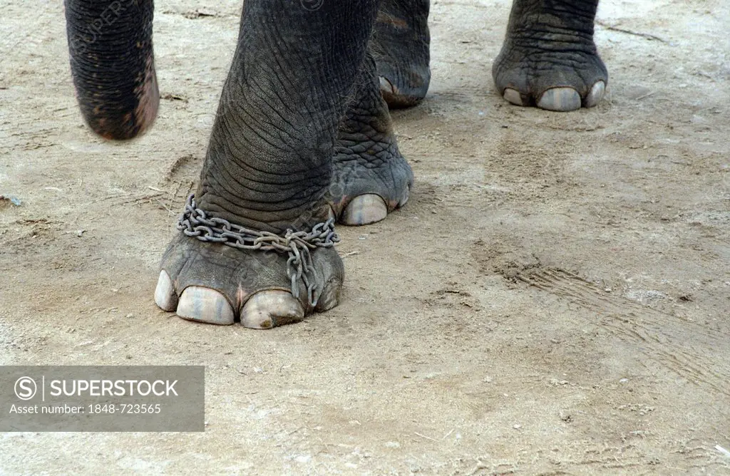 Chained feet of a captive elephant, detail, Chiang Mai, Thailand, Asia