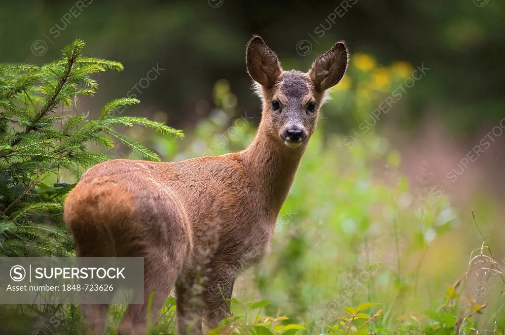 Roe Deer (Capreolus capreolus), Tyrol, Austria, Europe
