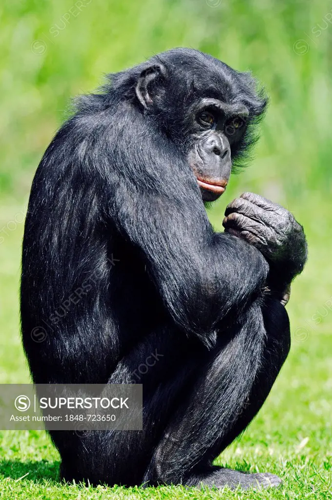 Bonobo or Pygmy chimpanzee (Pan paniscus), African species, captive, Florida, USA