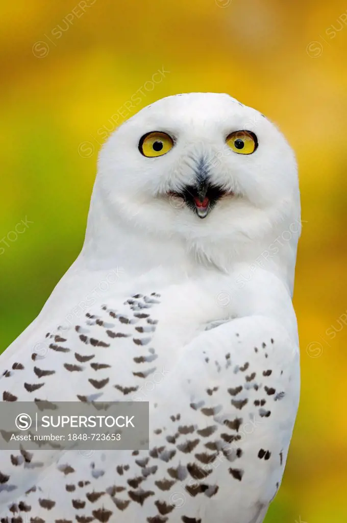 Snowy Owl (Bubo scandiacus, Nyctea scandiaca), female calling, portrait, in captivity, Bergkamen, North Rhine-Westphalia, Germany, Europe