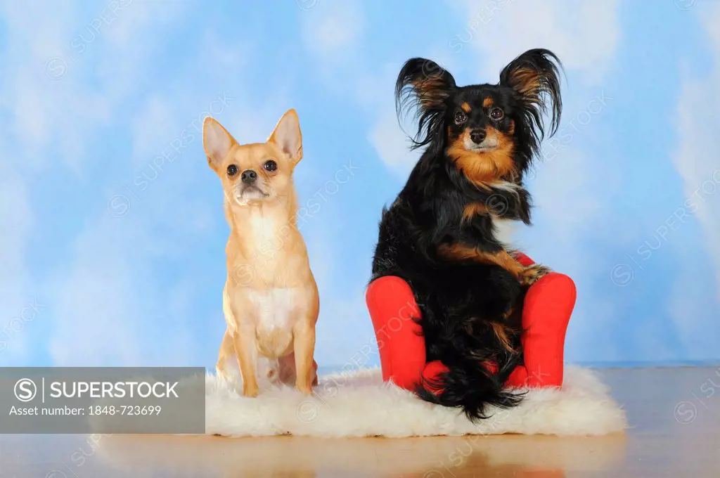 Chihuahua sitting on a sheepskin, Papillon-Chihuahua crossbreed, hybrid, sitting on a red mini sofa