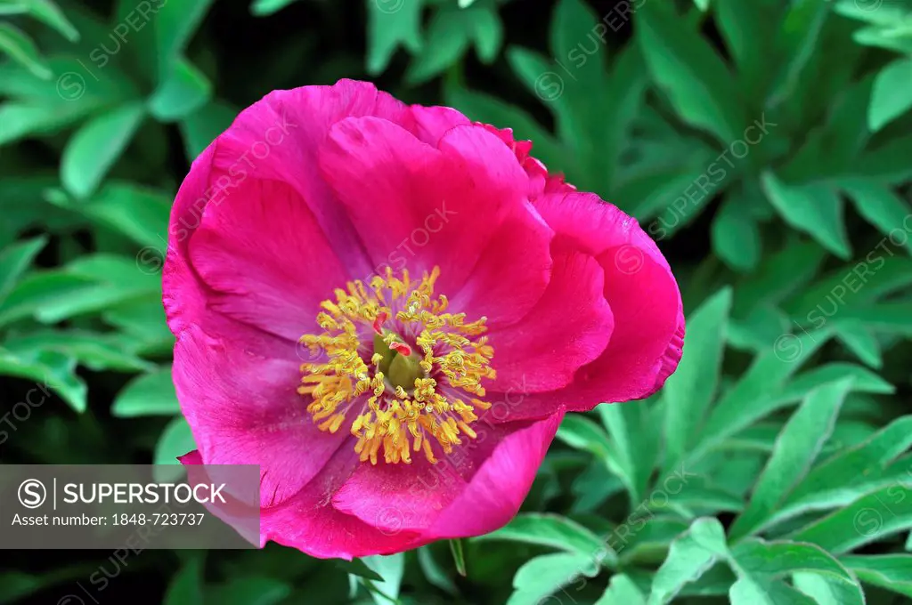Low Peony (Paeonia officinalis subspecies microcarpa), Southern Europe