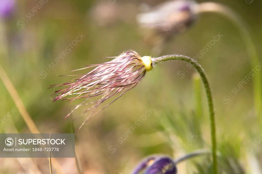 Natural occurrence of the Common Pasque Flower (Pulsatilla vulgaris) in Wachtelberg-Muehlbachtal Nature Reserve in Dehnitz near Wurzen, Muldental, Sac...