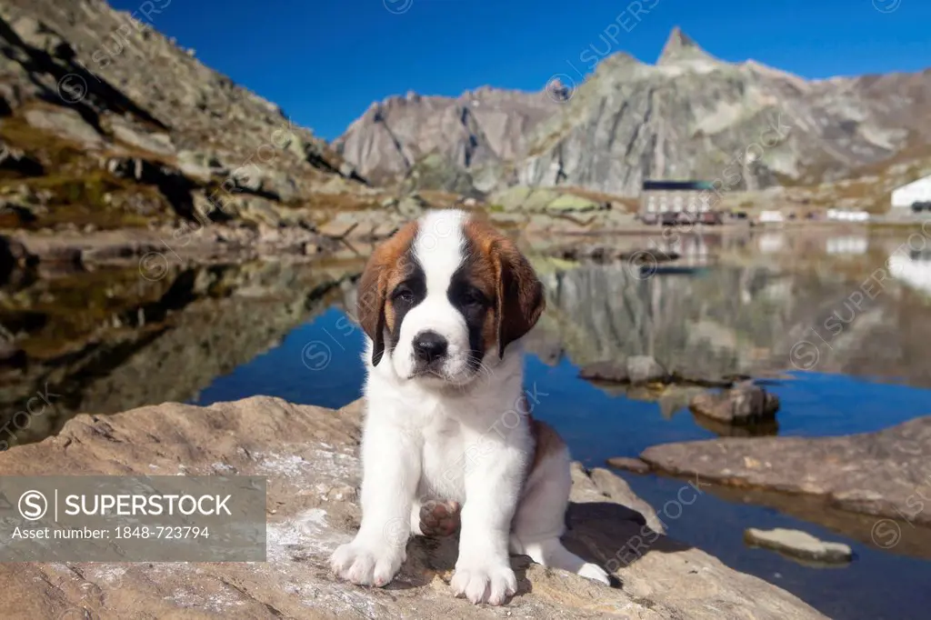 St. Bernard puppy of the Barry Foundation, Great St. Bernard Pass, Valais, Switzerland, Europe