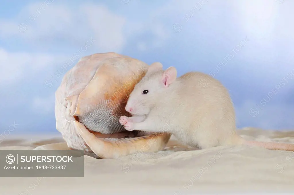 Fancy Rat, cream coloured, sitting on sand beside a seashell, cleaning its paws