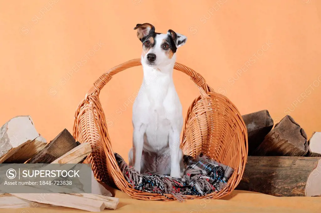 Parson Russell Terrier, sitting in a basket between firewood