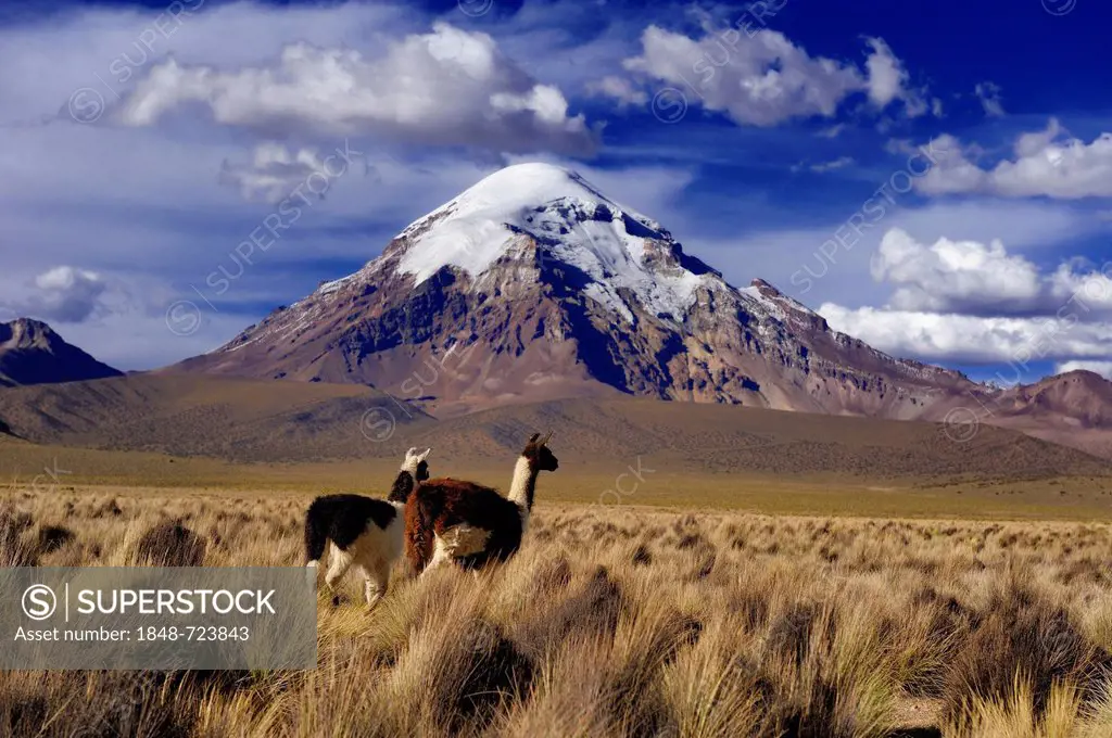Sajama Mountain, Bolivia's highest mountain with the high plateau and Llamas (Llama sp.), Sajama National Park, La Paz, Bolivia, South America