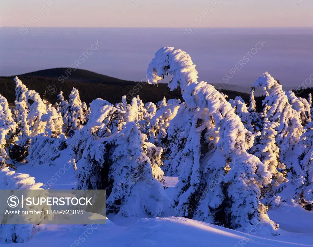 Snow covered Norway spruces (Picea abies) on Mt Brocken, during inversion weather, Harz mountain range, Saxony-Anhalt, Germany, Europe
