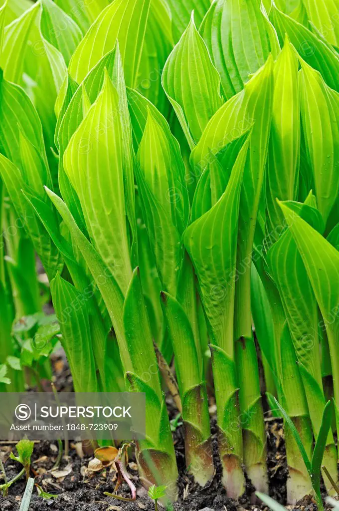 Day lily, Plantain lily (Hosta cultivar), leaves in spring