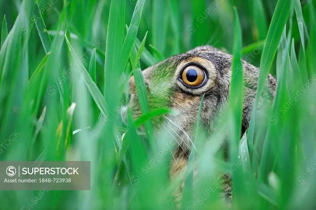 Hare (Lepus europaeus) in the grass, Thuringia, Germany, Europe