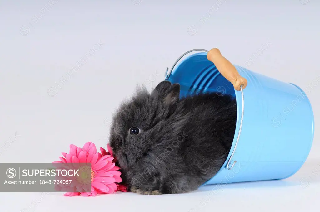 Grey Dwarf Rabbit with a pink gerbera, sitting in a blue bucket