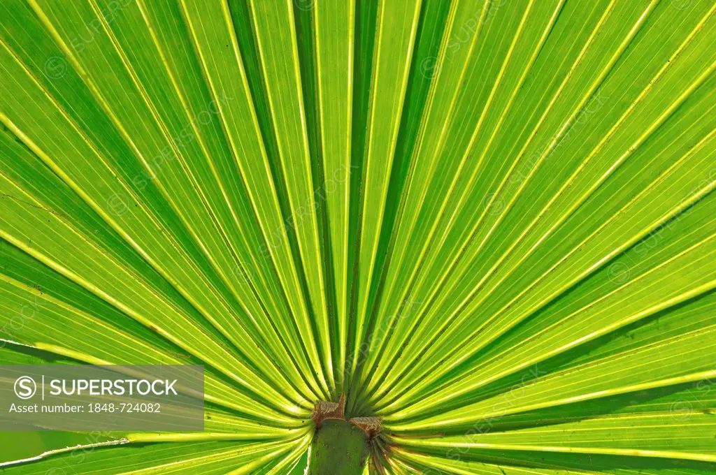 Saw Palmetto (Serenoa repens), leaf detail, Myakka River State Park, Florida, USA, North America