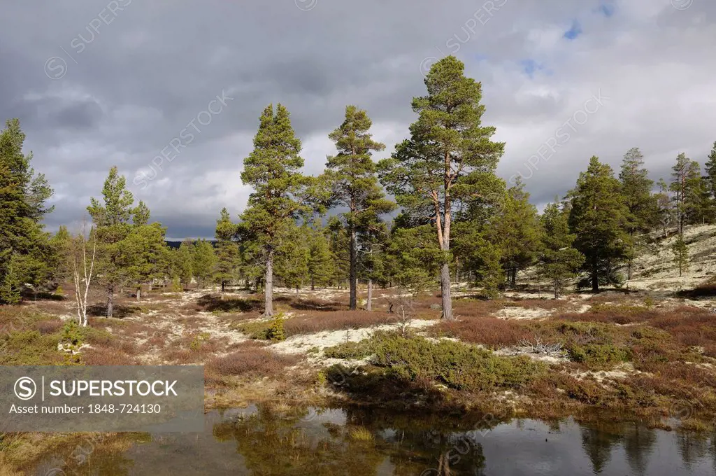 Marshy landscape in Rondane National Park, Norway, Europe