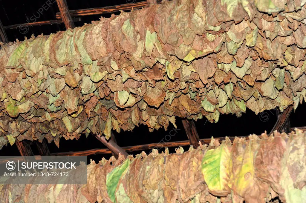 Tobacco in a curing barn, tobacco leaves, Tobacco (Nicotiana), tobacco cultivation in the Valle de Vinales National Park, Vinales, Province of Pinar d...