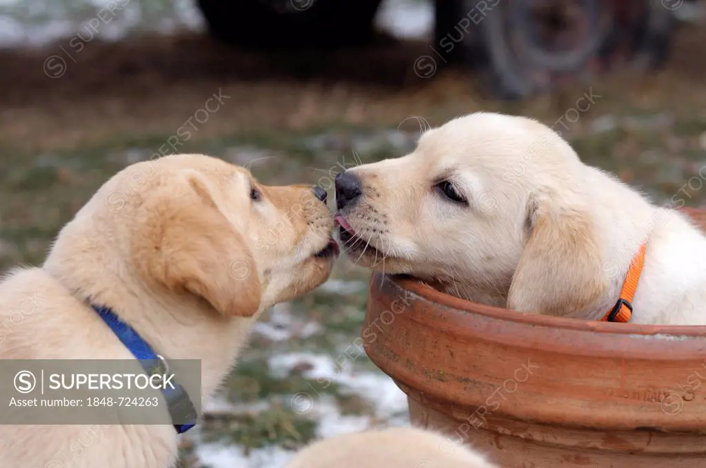 Blonde Labrador Retriever puppy sniffing or kissing another one sitting in a flower pot