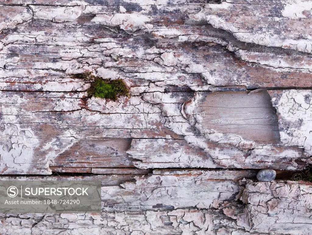 Green in the gray, moss on an old wooden sleeper, Lech, Augsburg, Swabia, Bavaria, Germany, Europe