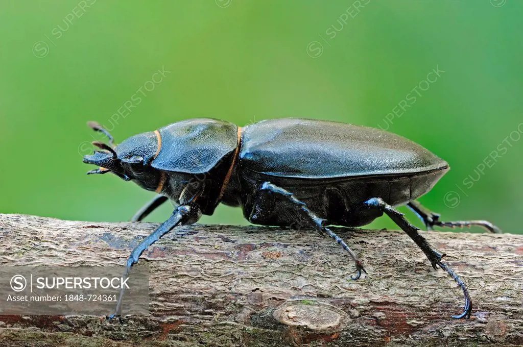 Stag Beetle (Lucanus cervus), female, Provence, Southern France, France, Europe