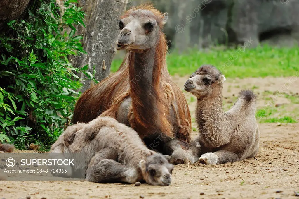 Bactrian Camel or Two-humped Camel (Camelus ferus bactrianus, Camelus bactrianus bactrianus), female with two young, Asian species, captive, North Rhi...