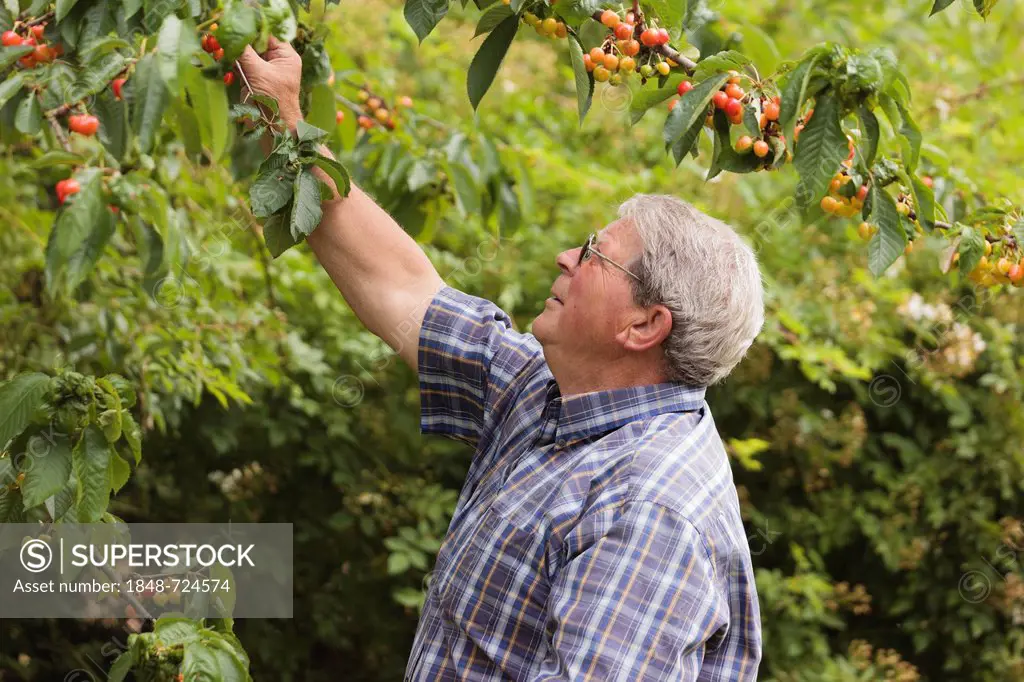 Senior picking cherries, Limburg an der Lahn, Hesse, Germany, Europe