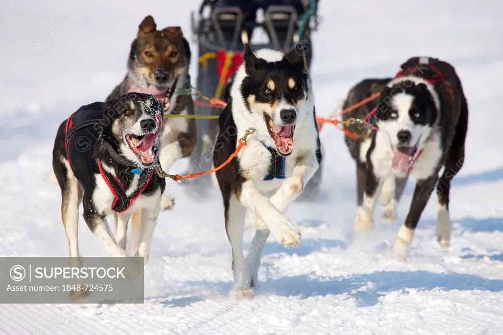 Sled dog race on snow, in Lenk, Bern, Switzerland, Europe
