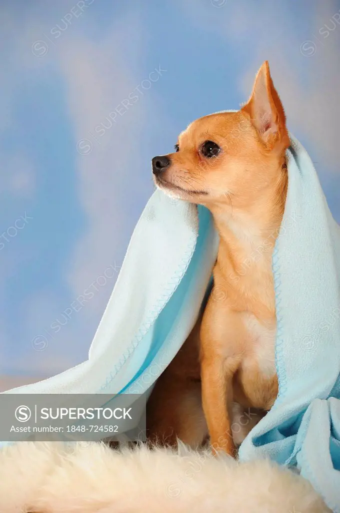 Chihuahua sitting on a sheepskin under a blue blanket