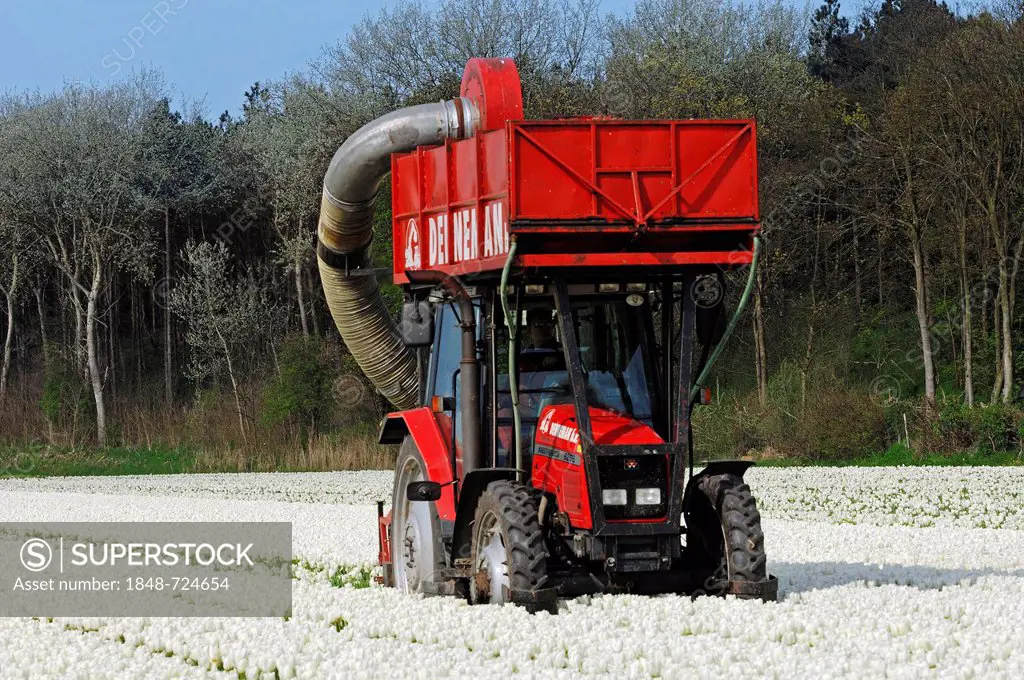 Field of Tulips, flowers being harvested mechanically with a tractor, Lisse, South Holland, Holland, Netherlands, Europe