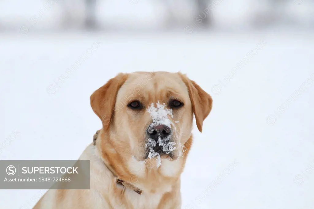 Golden Retriever in the snow, portrait