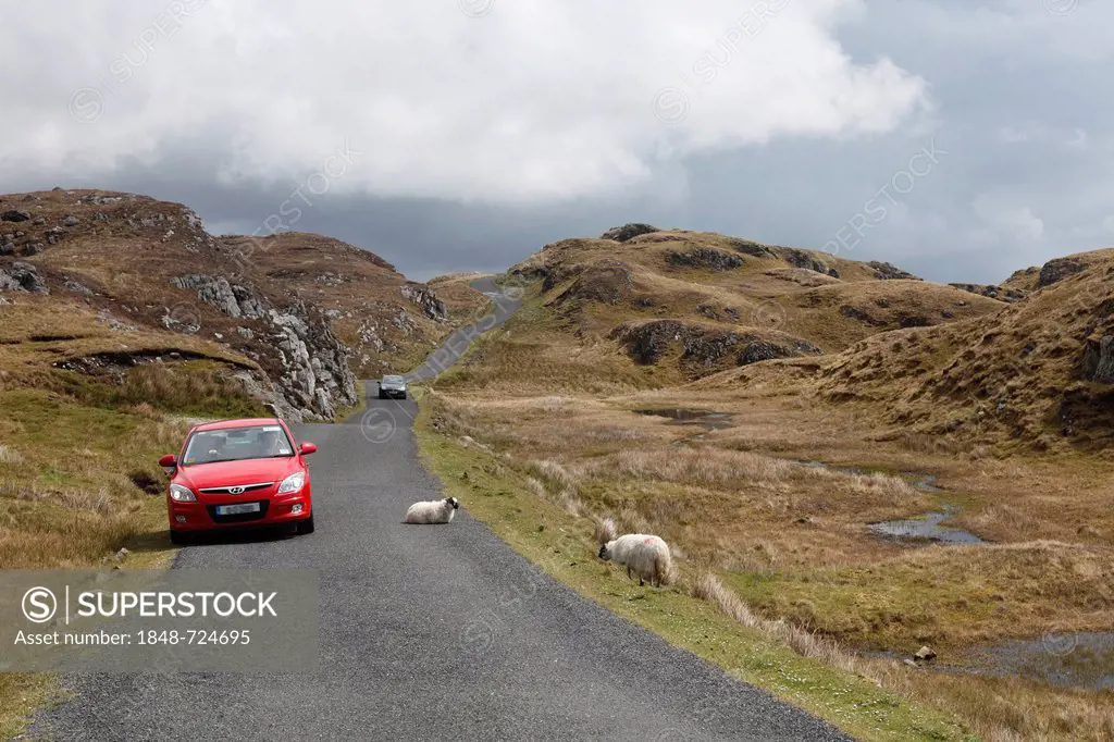 Sheep on road to Slieve League, County Donegal, Ireland, Europe, PublicGround
