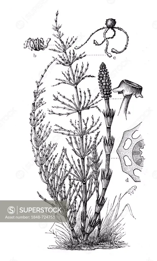 Horsetail (Equisetum arvense), historical illustration, Meyers Konversationslexikon encyclopedia, 1897