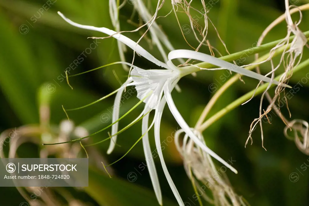 Amaryllis-species, spider lily (Hymenocallis occidentalis), flowers, Fuerteventura, Canary Islands, Spain, Europe