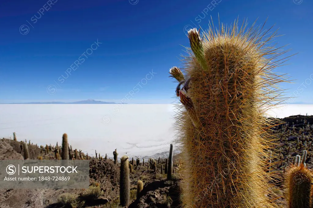 Giant Cardon Cacti (Echinopsis atacamensis) in front of a salt lake, Isla del Pescado, Incahuasi, Uyuni, Bolivia, South America