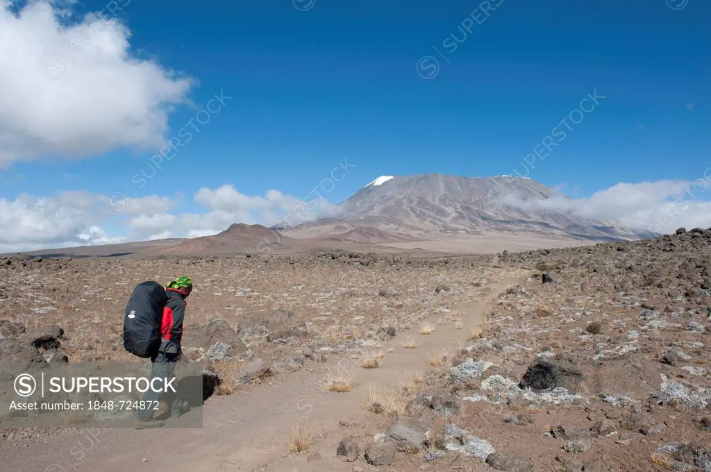 Mountaineer crossing the Kibo Saddle towards the summit of Mount Kilimanjaro, Marangu Route between East Lava Hill and Kibo Hut, Tanzania, East Africa...