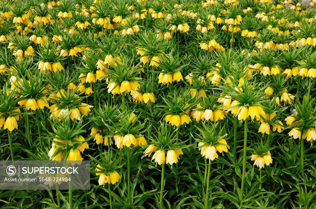 Field of Crown Imperial (Fritillaria imperialis)
