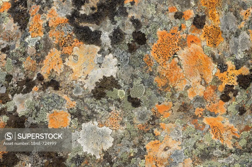 Rock covered with lichen and moss, near Dalholen, Norway, Europe