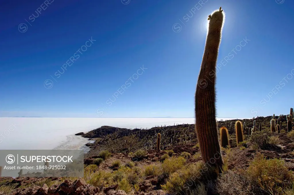 Giant Cardon Cactus (Echinopsis atacamensis) with backlighting, Isla del Pescado, Incahuasi, Uyuni, Bolivia, South America