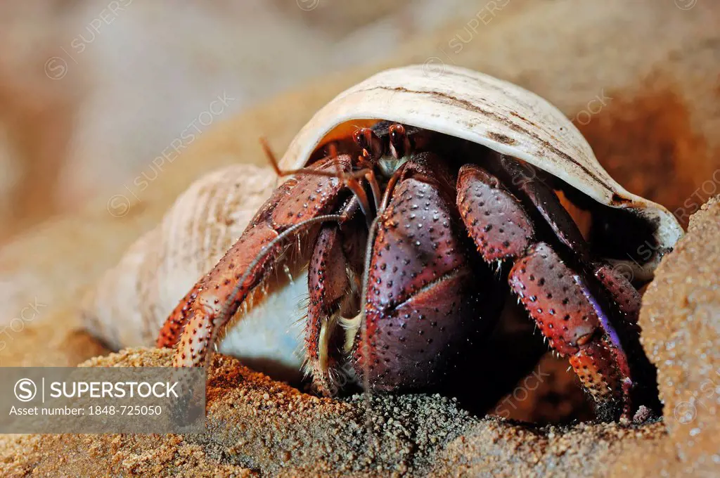 Land Hermit Crab (Coenobita spec.), captive, Bergkamen, North Rhine-Westphalia, Germany, Europe