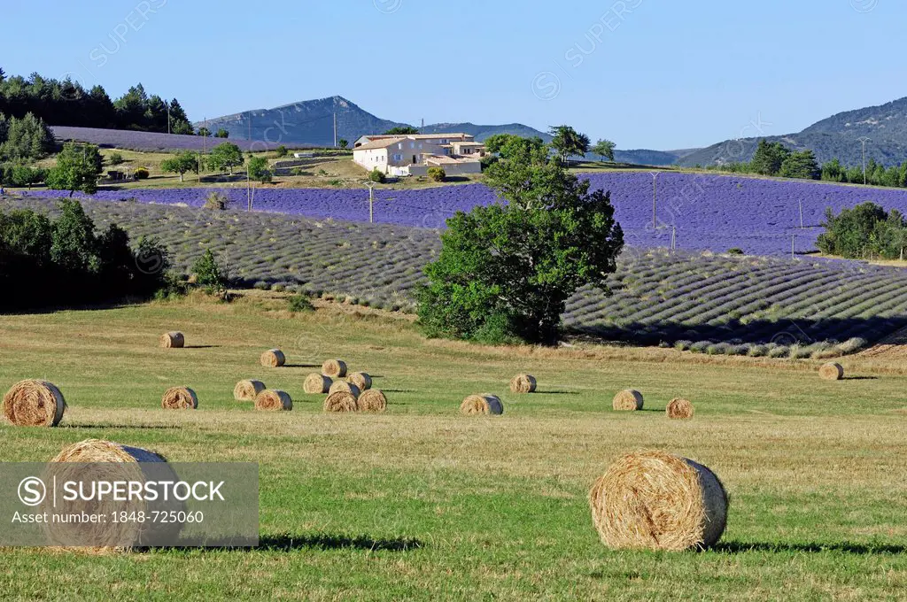 Bales of straw and fields of Lavender (Lavandula angustifolia), Vaucluse, Provence-Alpes-Cote d'Azur, Southern France, France, Europe, PublicGround