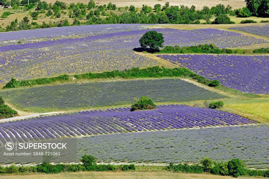 Fields of Lavender (Lavandula angustifolia), Vaucluse, Provence-Alpes-Cote d'Azur, Southern France, France, Europe, PublicGround
