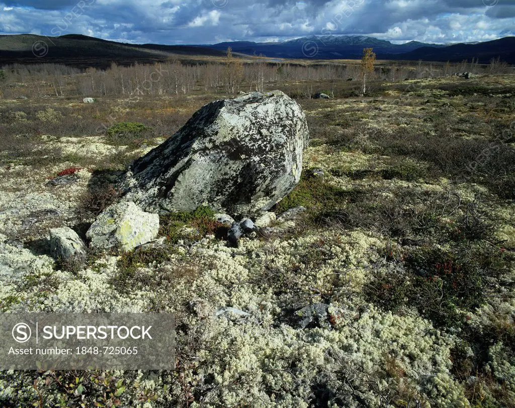 Fjell landscape with a boulder along the Jotunheimvegen toll road from Skålbu to Bygdin, Jotunheimen, Oppland, Norway, Scandinavia, Europe
